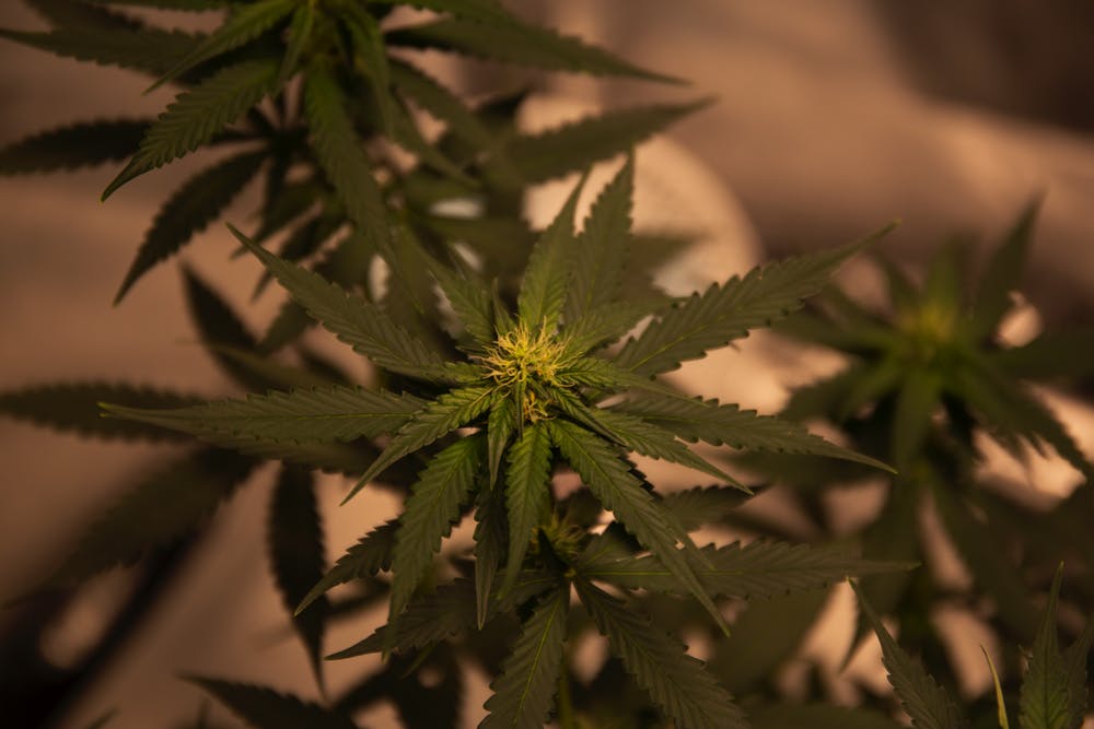 Deal To Watch: Fashion Meets CBD
