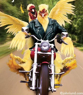 Funny-chickens-riding-motorcycle