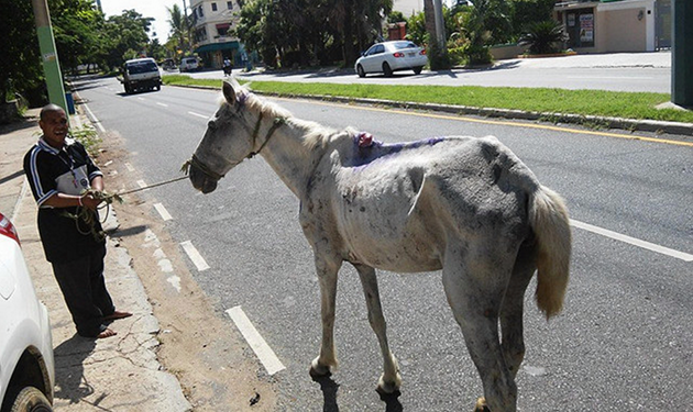 ¿Nos ayudas a salvar a 100 caballos?
