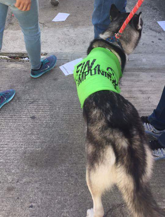 16265180_1230375787010305_3939747584146159307_n