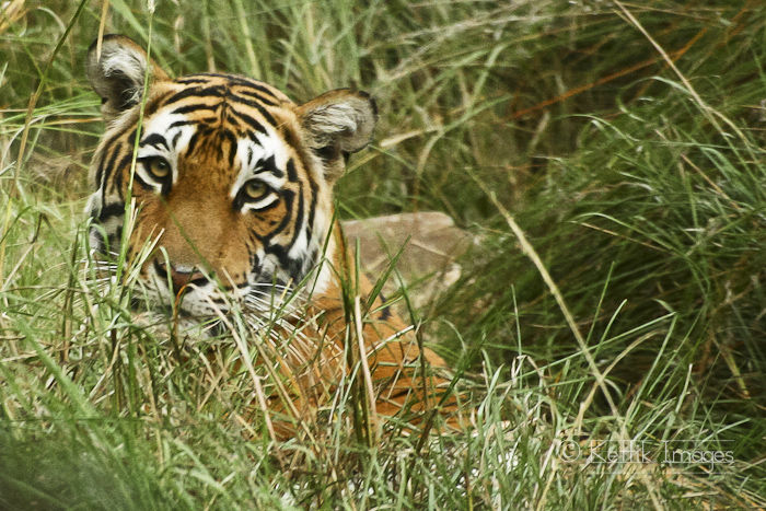 Playing peekaboo with the tigers of Ranthambore
