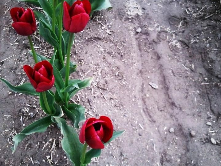 Of Tulips And Unlikely Names