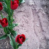 982d4bf32cc087b9d5e7fc5cd9697e40thumb