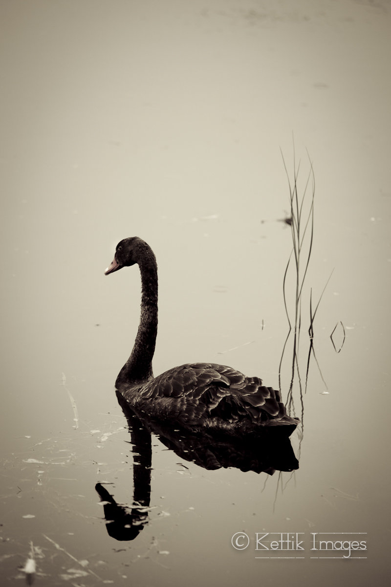 Swan lake at the emperor's palace.