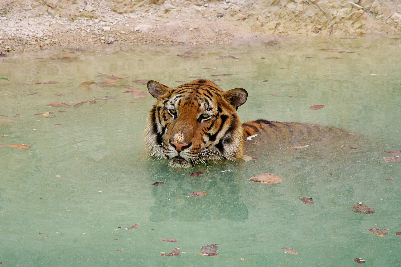 Taking a relaxing a dip at the pool..