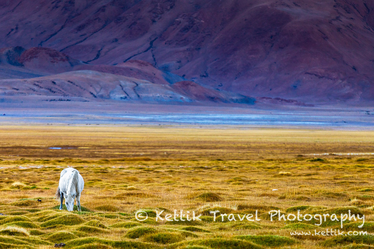A lone horse grazing by the wetlands near the Tsokar lake.