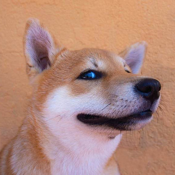 Keybase profile picture for @smartdog