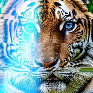 Tiger Layer 🐅