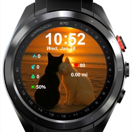 Two Cats Sitting Beach At