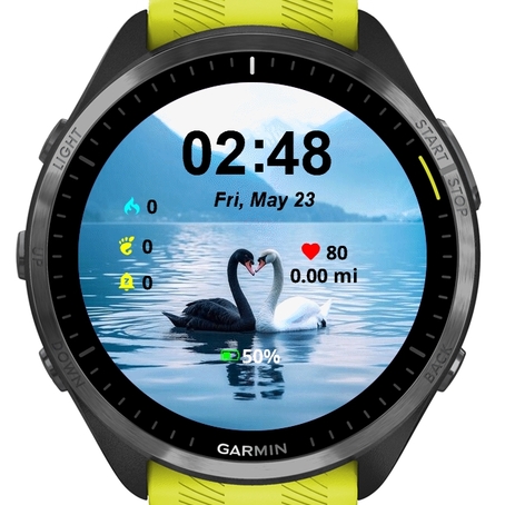 Swans in Love