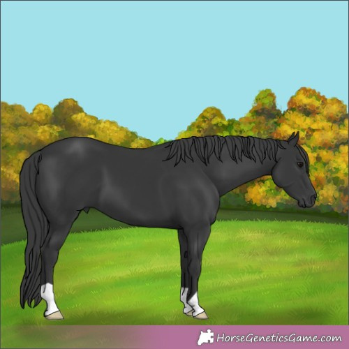 Horse Color:Black 
