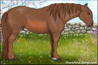 Horse Color:Liver Chestnut