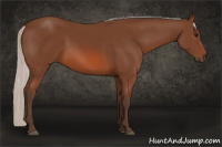 Horse Color:Silver Bay 