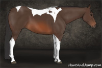 Horse Color:Brown Tobiano 