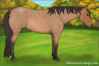 Horse Color:Bay Roan 