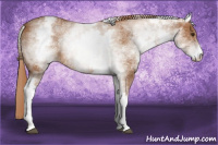 Horse Color:White Spotted Chestnut 