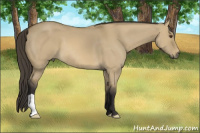 Horse Color:Buckskin Dun