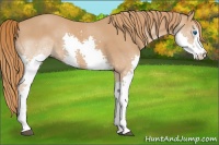 Horse Color:Chestnut Splash 