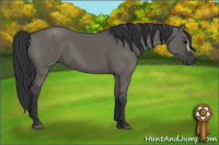 Horse Color:Grullo 