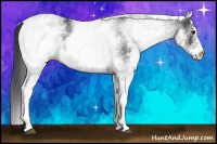 Horse Color:White Spotted Black