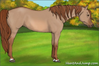 Horse Color:Liver Red Dun 