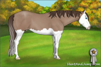 Horse Color:Unknown 
