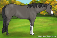 Horse Color:Grullo 