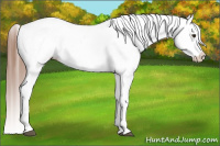 Horse Color:Chestnut Splash Appaloosa 