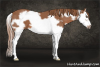 Horse Color:White Spotted Liver Chestnut Splash Frame 