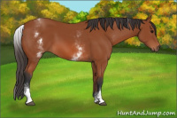 Horse Color:White Spotted Bay 