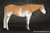 Horse Color:White Spotted Palomino Splash