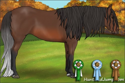 Horse Color: Bay 