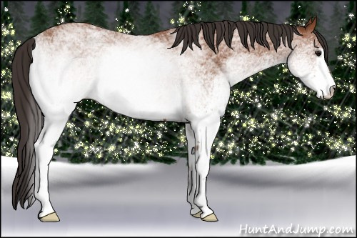 Horse Color: White Spotted Bay Rabicano 