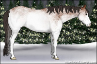 Horse Color:White Spotted Bay Rabicano