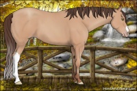 Horse Color:Amber Champagne 