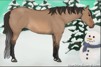 Horse Color:Bay Dun