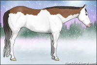 Horse Color:Bay Splash 