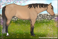 Horse Color:Bay Dun