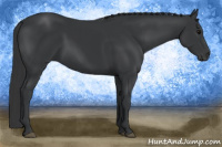 Horse Color:Black 