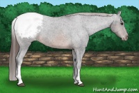 Horse Color:White Spotted Brown Appaloosa Rabicano 