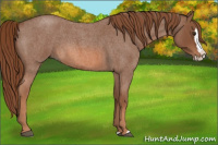 Horse Color:Red Roan Splash 