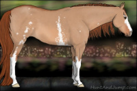 Horse Color:White Spotted Liver Red Dun 