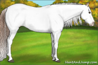 Horse Color:White Spotted Red Dun Roan Splash Rabicano