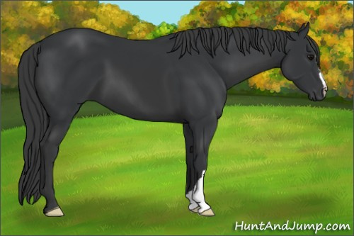 Horse Color: Black 
