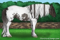 Horse Color:White Spotted Smoky Black Tobiano Rabicano 