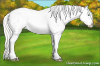 Horse Color:Silver Amber Cream Champagne Roan Dun Splash Tobiano Frame Appaloosa Rabicano 