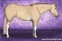Horse Color:White Spotted Chocolate Palomino Dun 