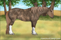 Horse Color:Liver Red Dun Ice 