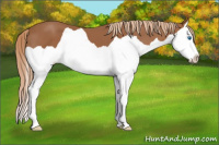 Horse Color:Chestnut Splash 