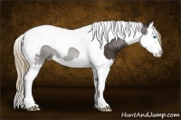 Horse Color:Liver Chestnut Splash Tobiano 